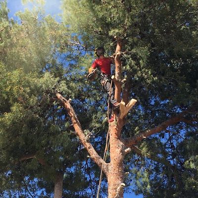 Jardineros Valencia realizando poda y tala de árboles en jardín residencial