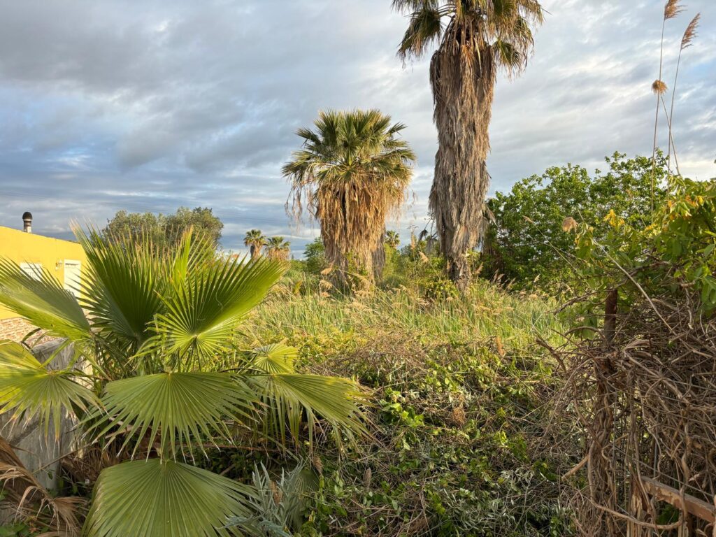 Servicios jardinería Castellón realizando limpieza y desbroce de parcelas y terrenos